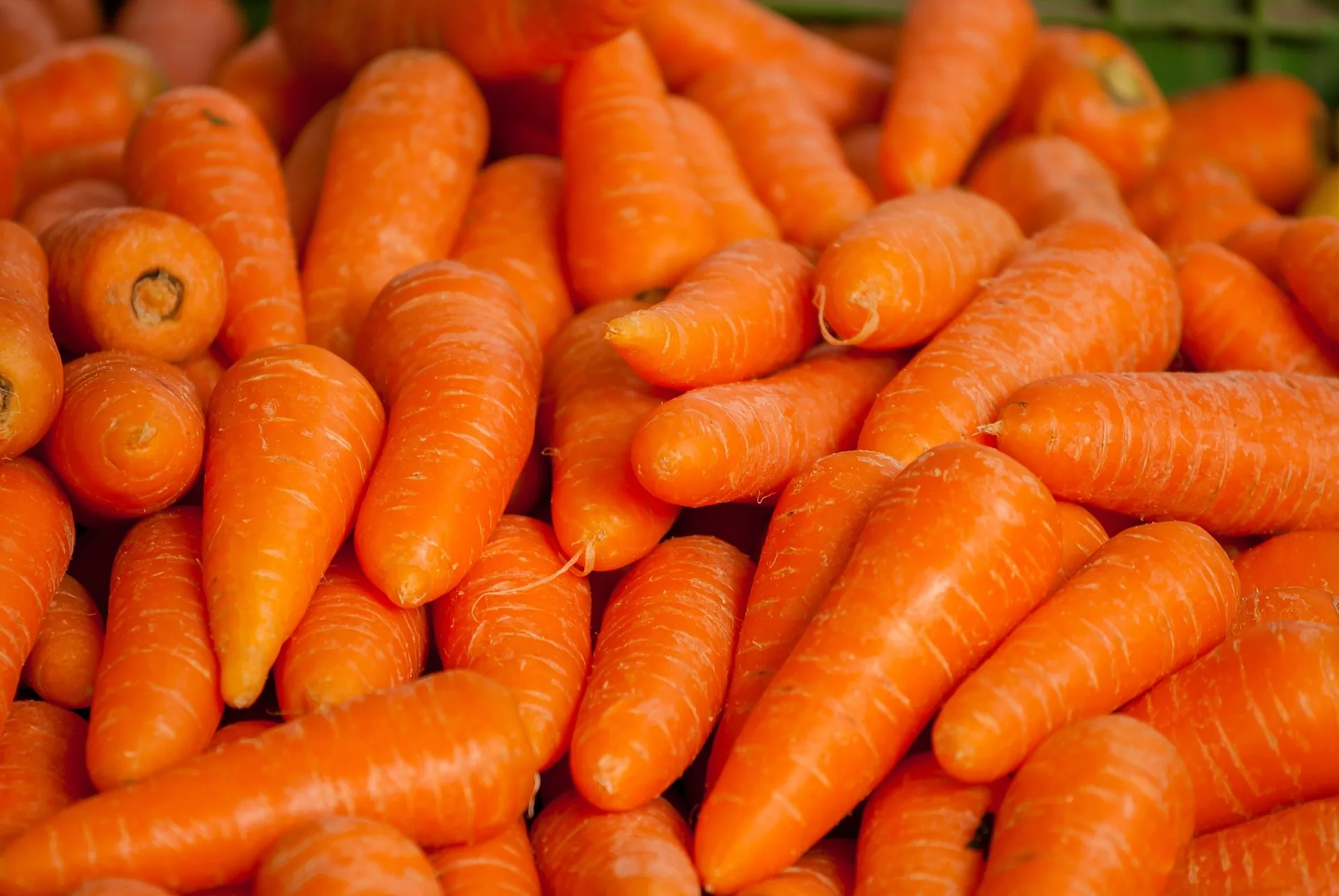 Fresh organic carrots